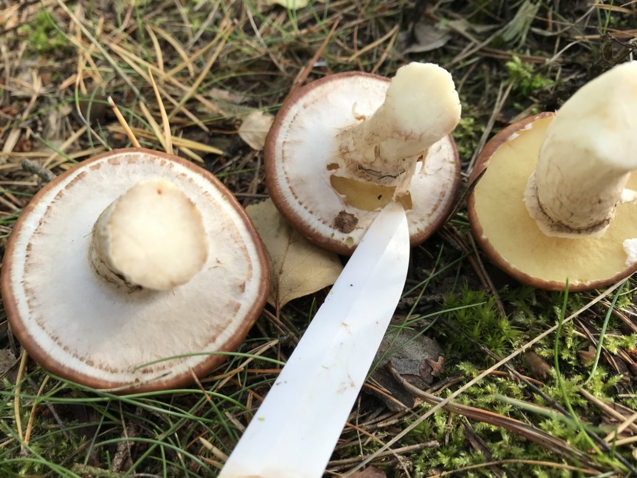 Гриб маслёнок настоящий