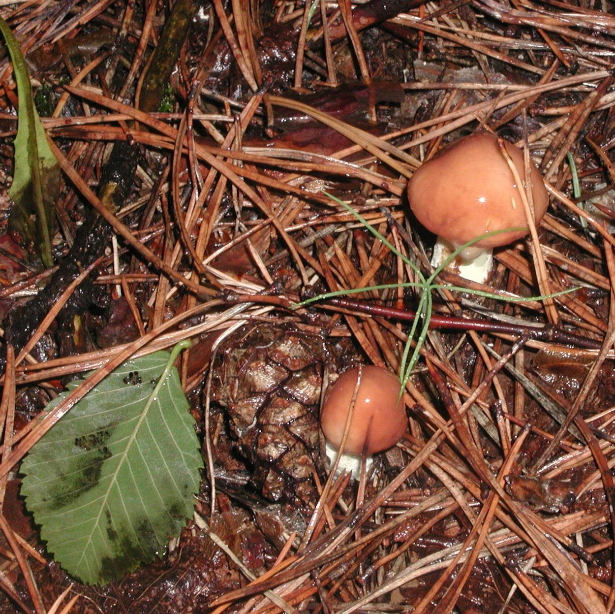 Грибы маслята ложные