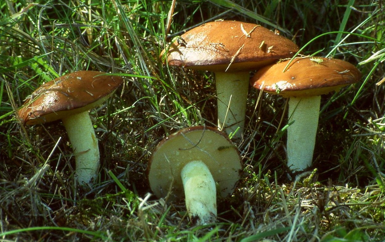 Suillus granulatus