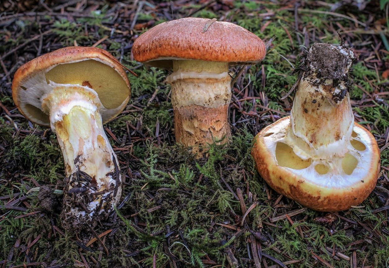 Маслята переростки