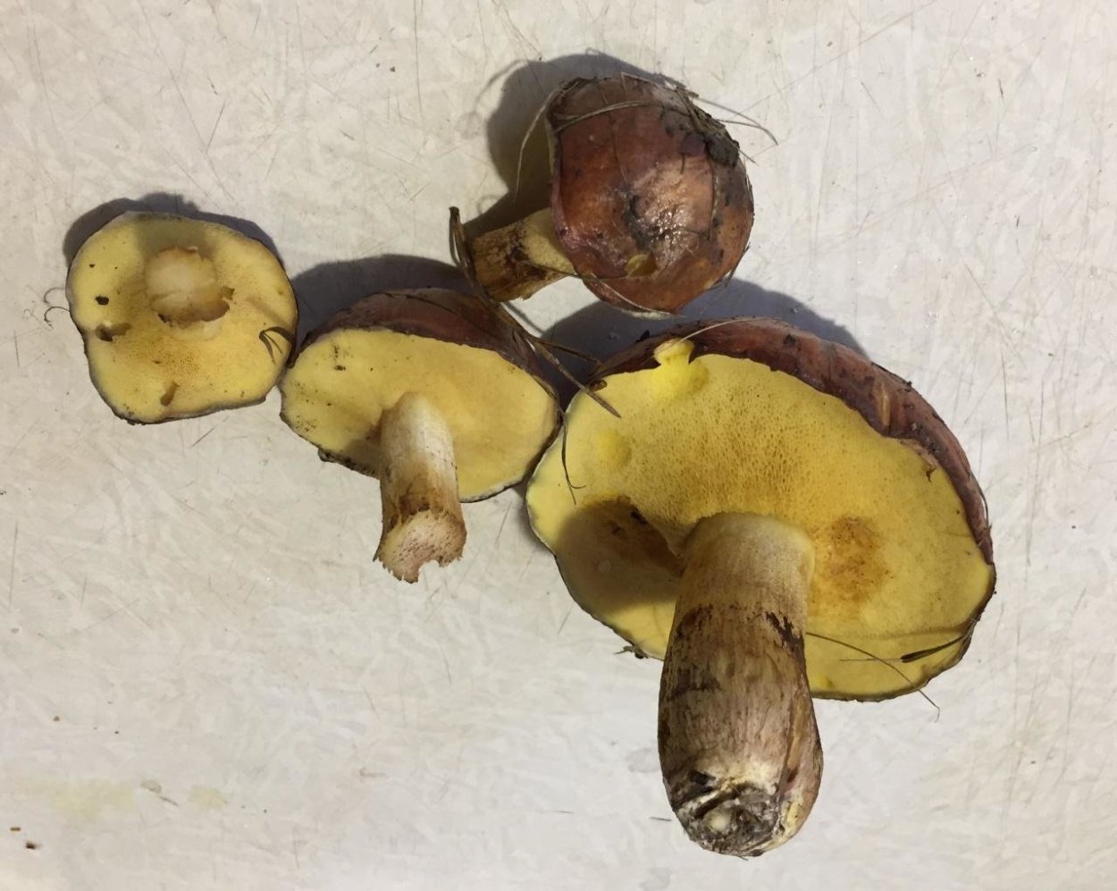 Грибы двойники двойник двойник шампиньон