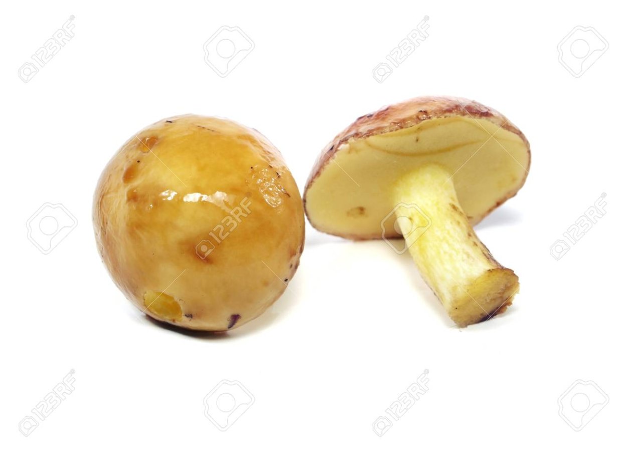 Грибы маслята ложные