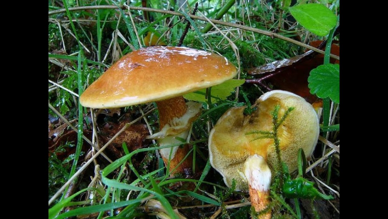 Съедобные грибы маслята