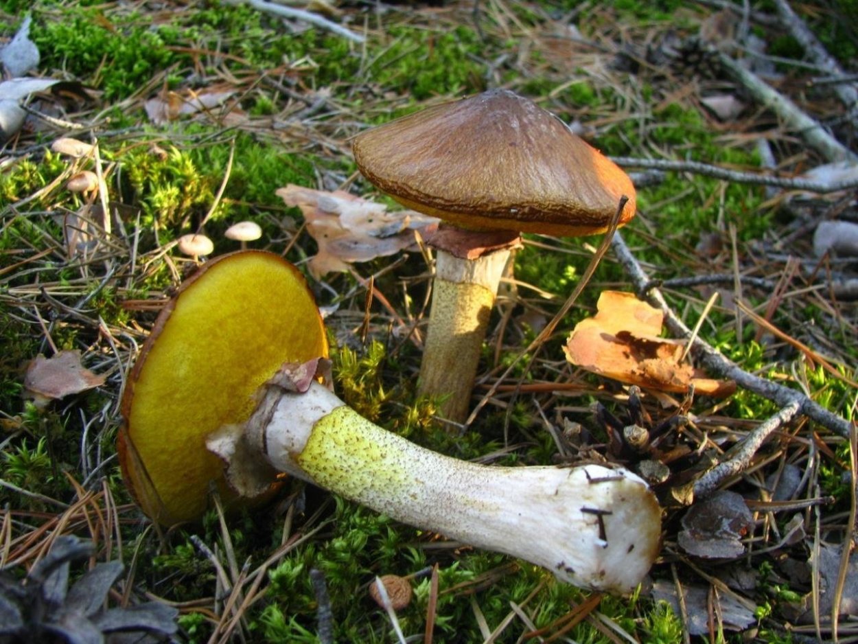 Масленок зернистый – летний гриб