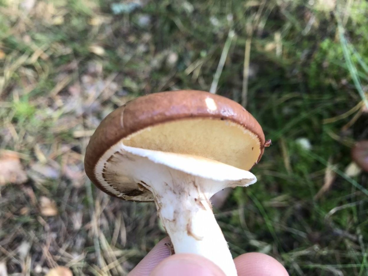 Маслёнок настоящий Suillus luteus