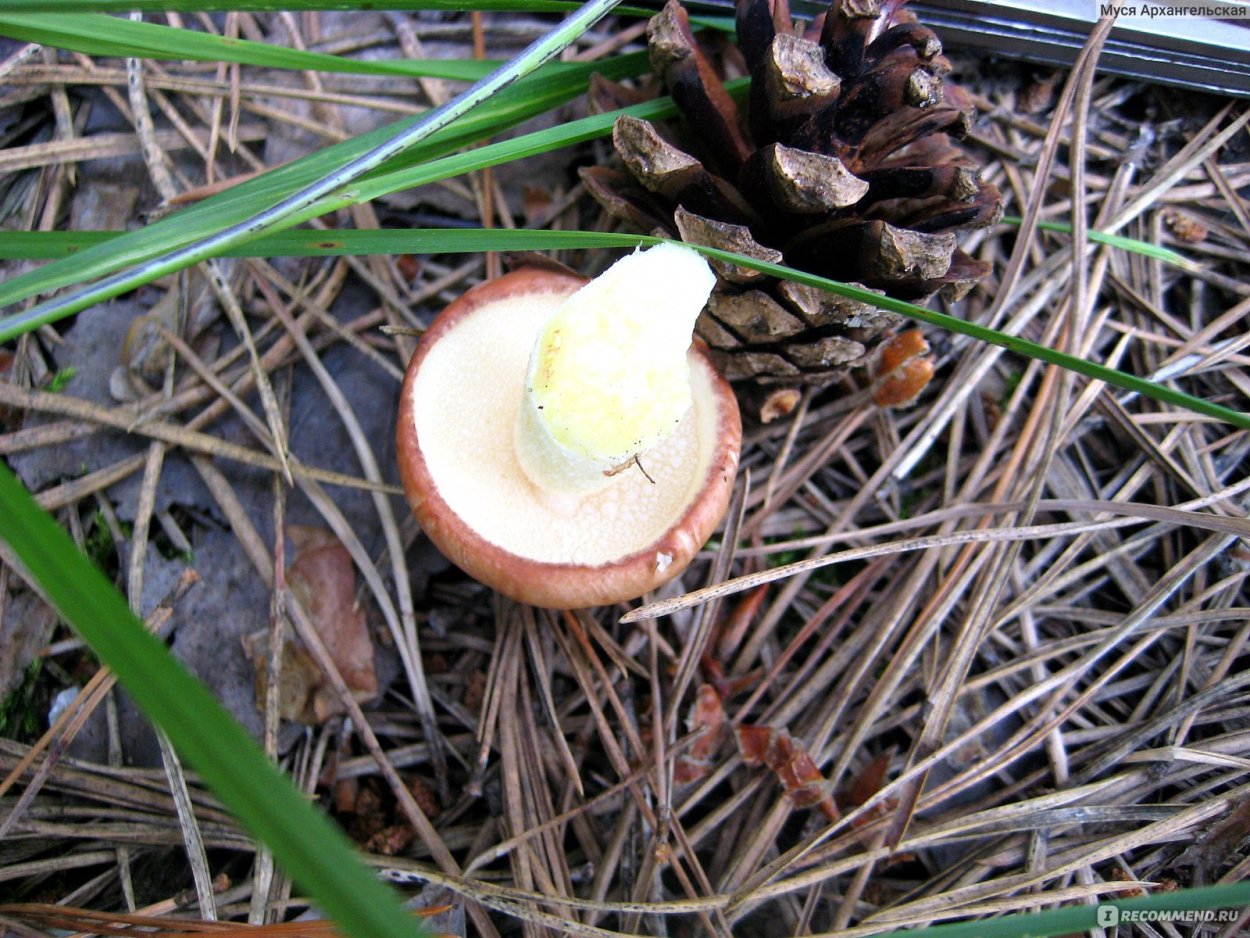 Маслёнок лиственничный червивый