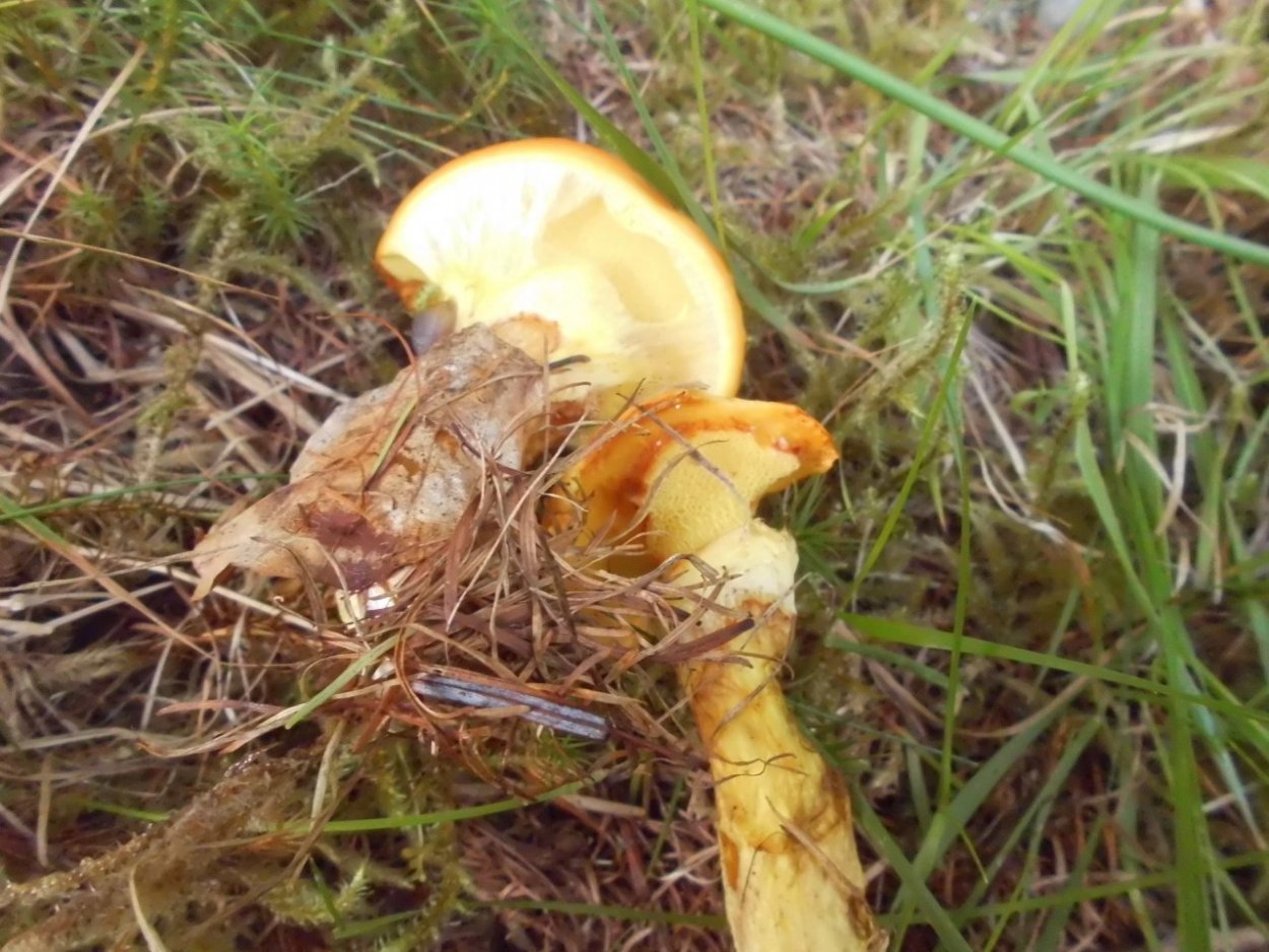 Грибы маслята мутанты