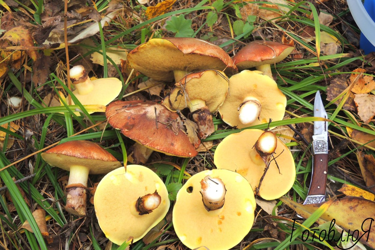 Губчатые грибы маслята