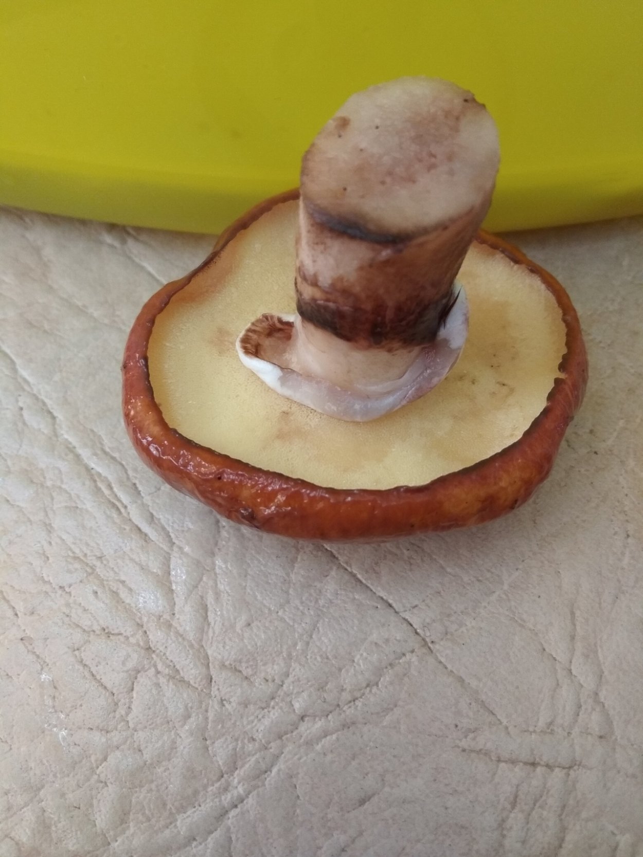 Маслята съедобные и несъедобные