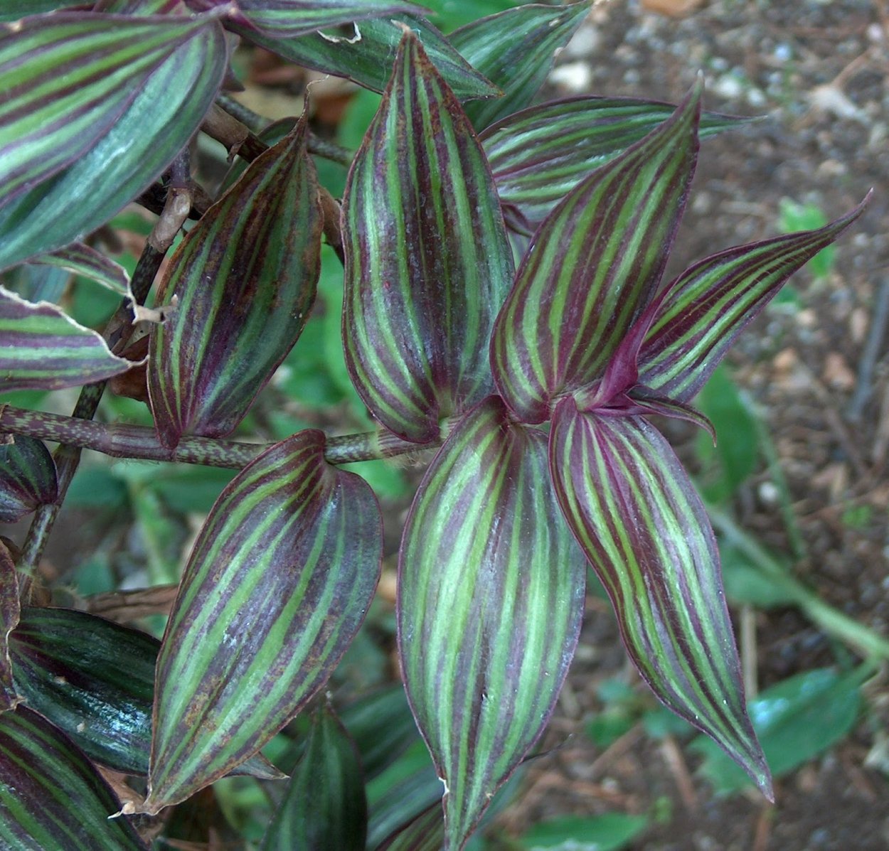 Традесканция Zebrina purpusii