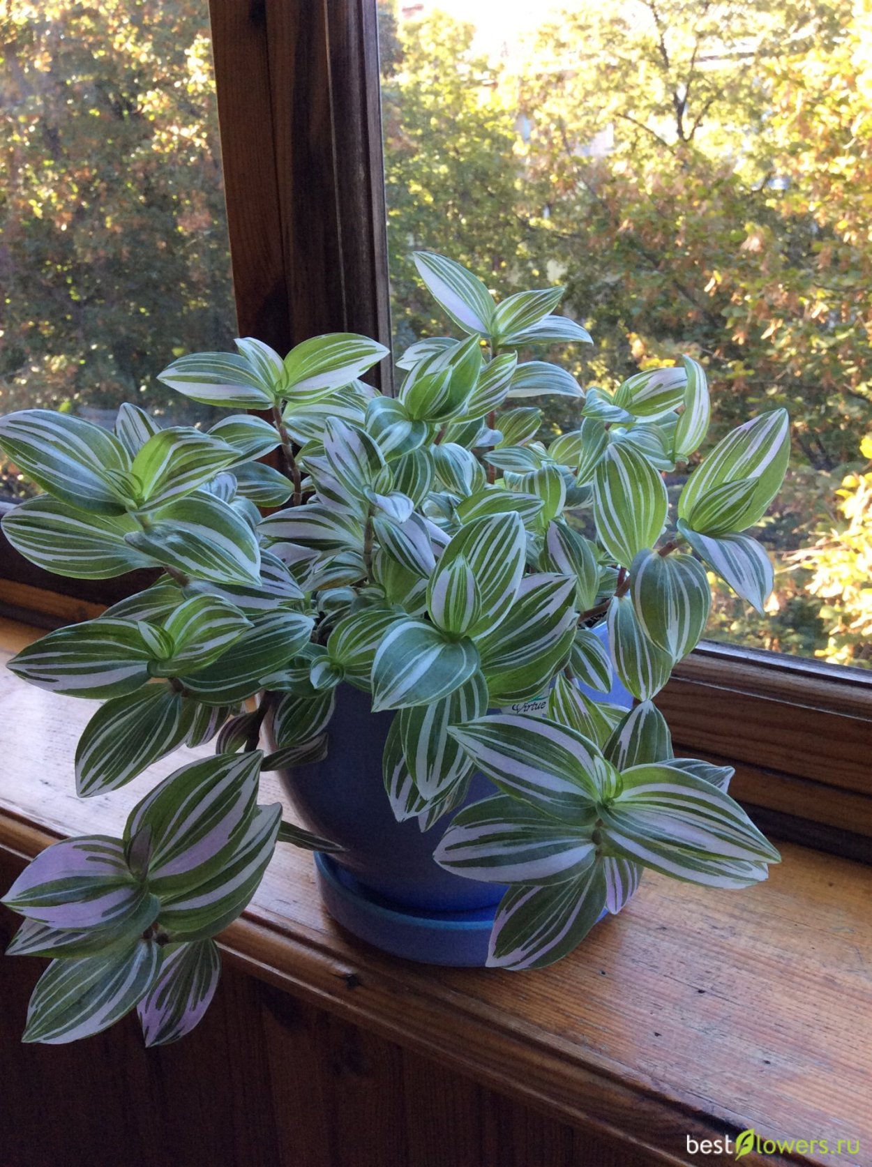 Традесканция зебрина белая