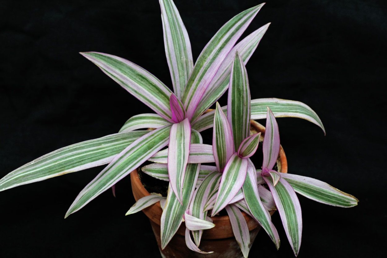 Традесканция spathacea