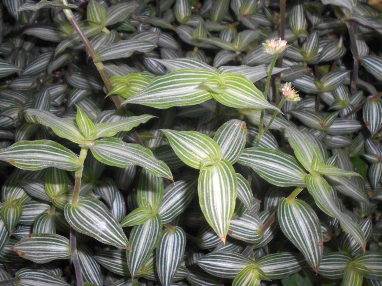 Традесканция «Callisia repens»