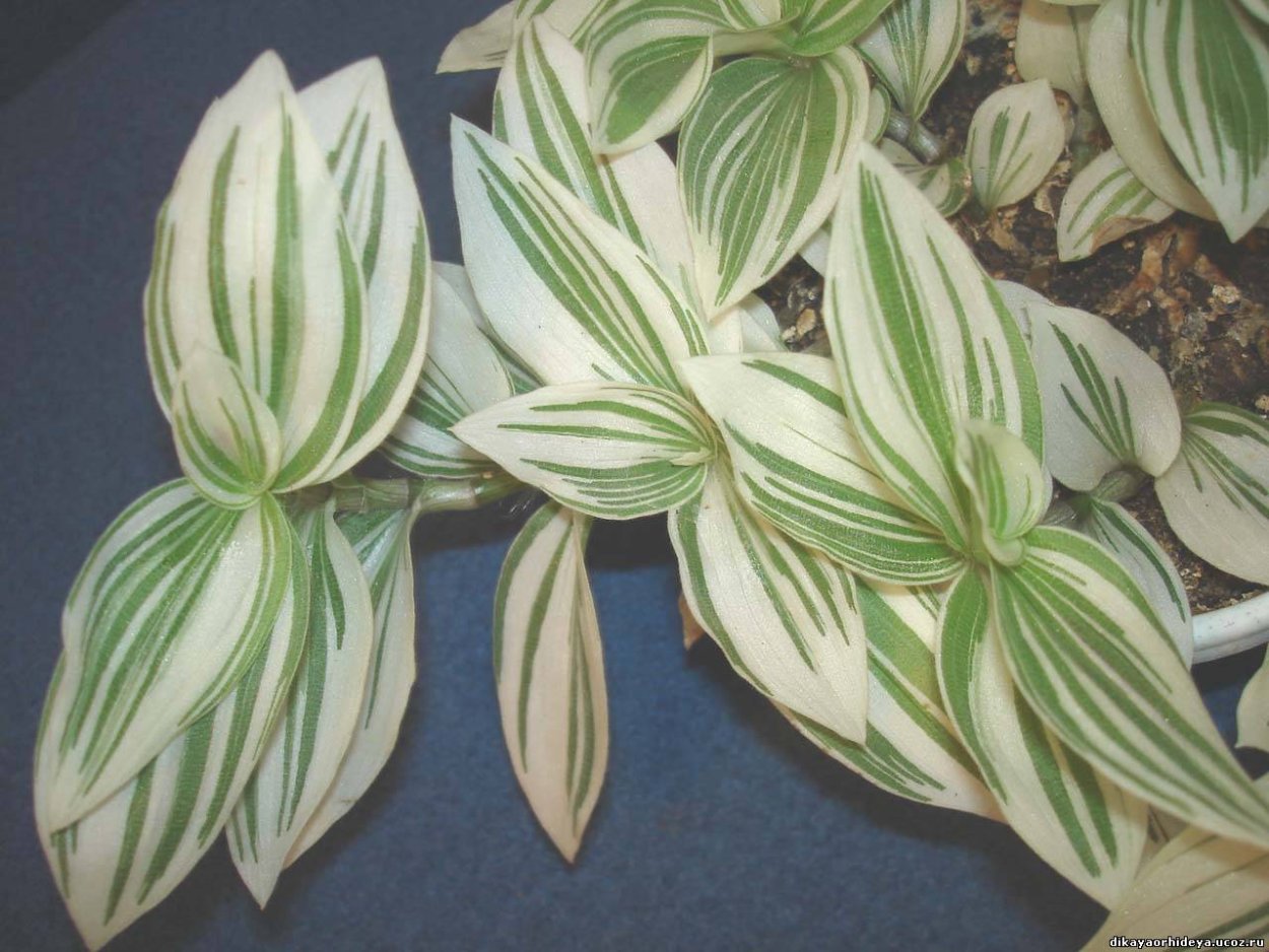 Традесканция Флуминенсе