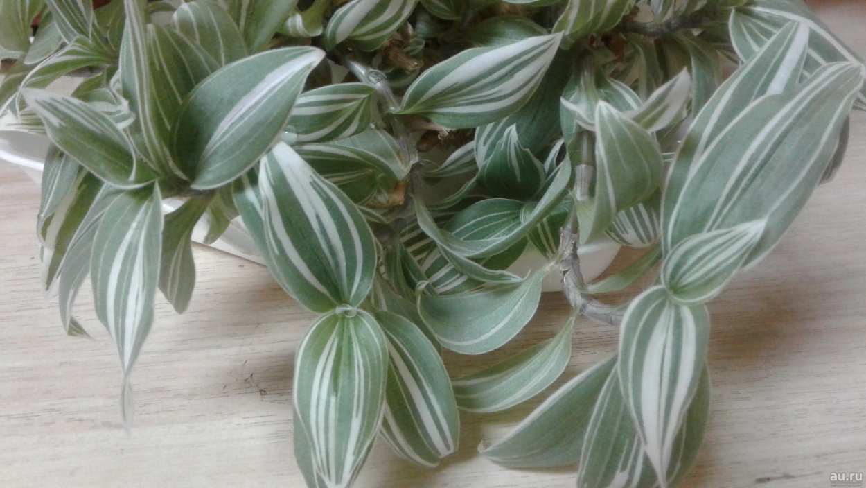 Традесканция полосатая зебрина