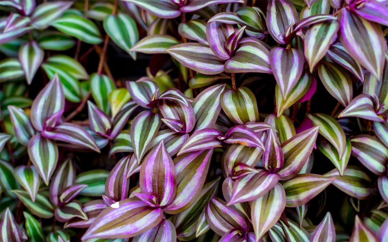 Традесканция Альба