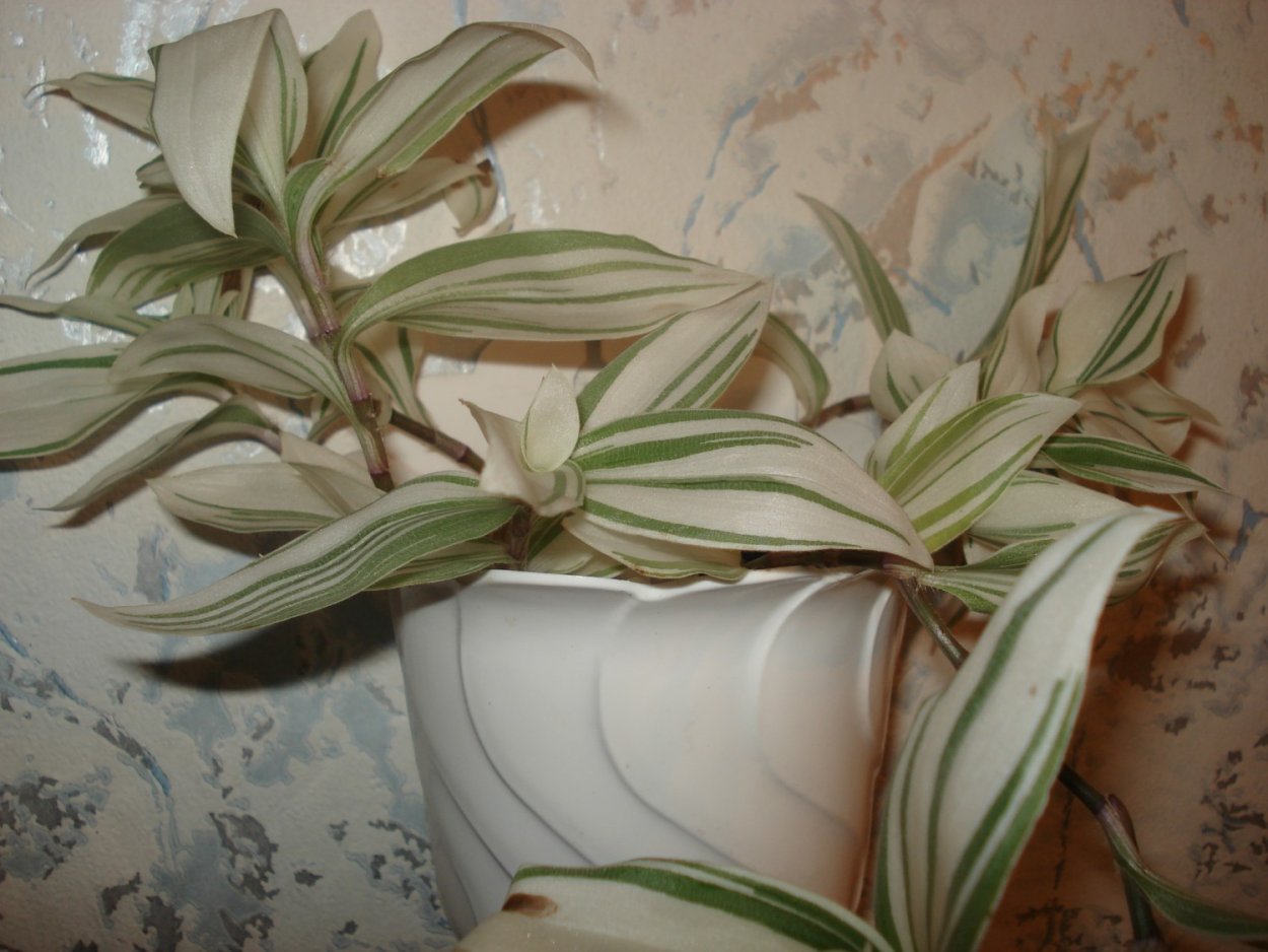 Традесканция Кампелия