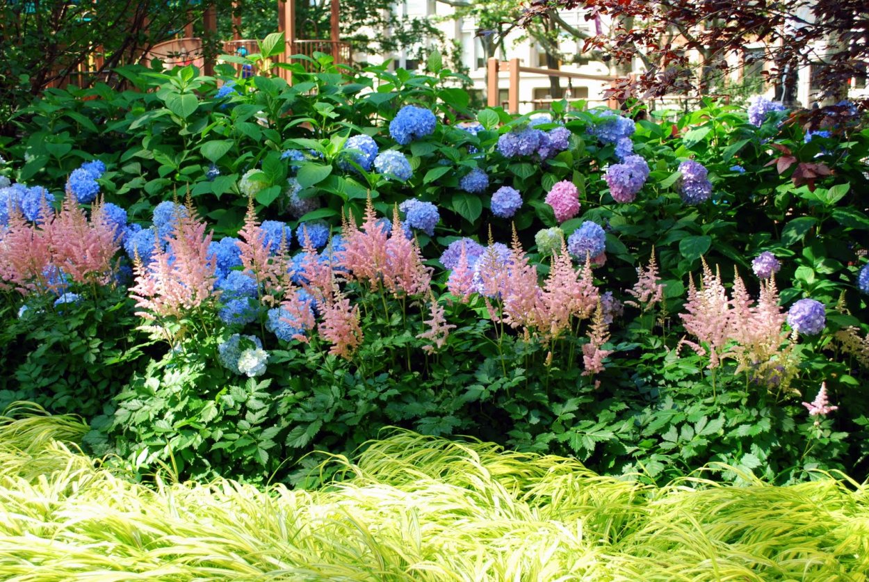 Миксбордер с гортензией