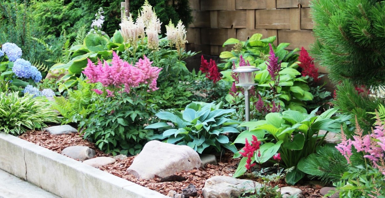 Гортензия древовидная Emerald Lace