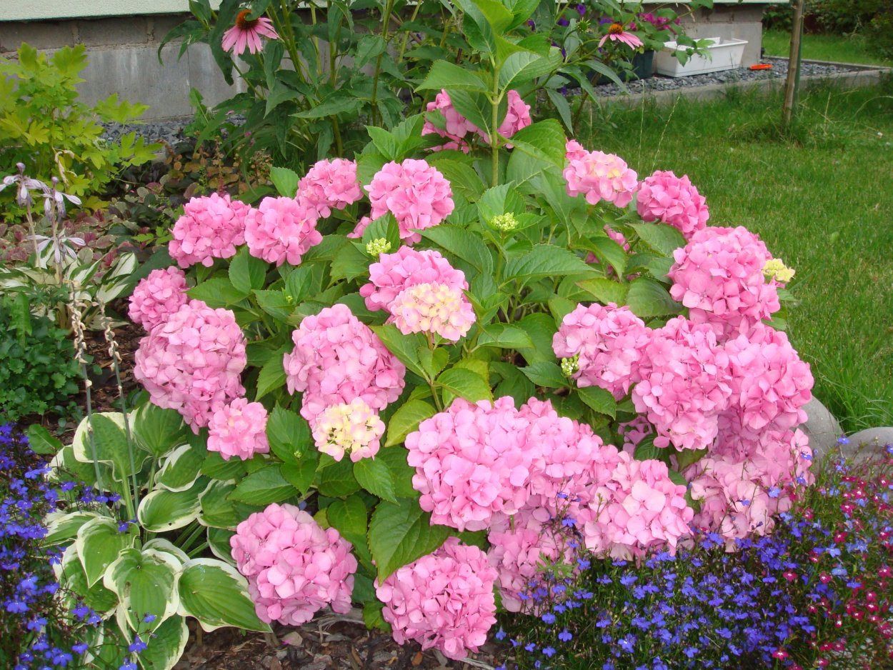 Гортензия растет в тени