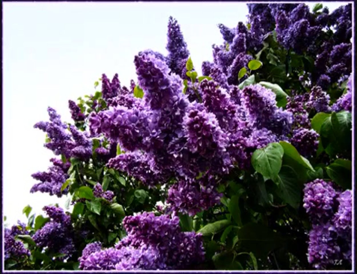 Сирень обыкновенная Индия