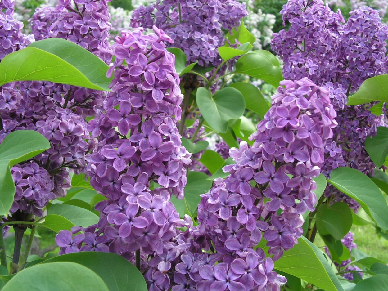 Сирень и черемуха