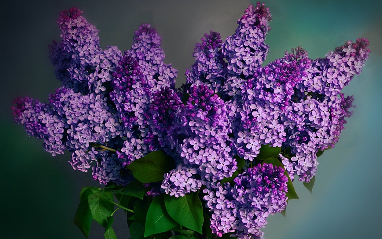 Сирень Молли Энн