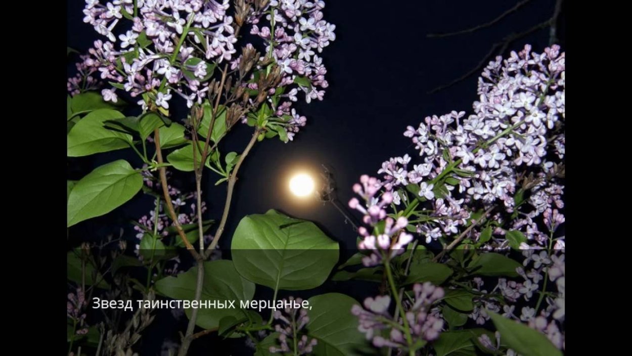 Сорт сирени лунный свет