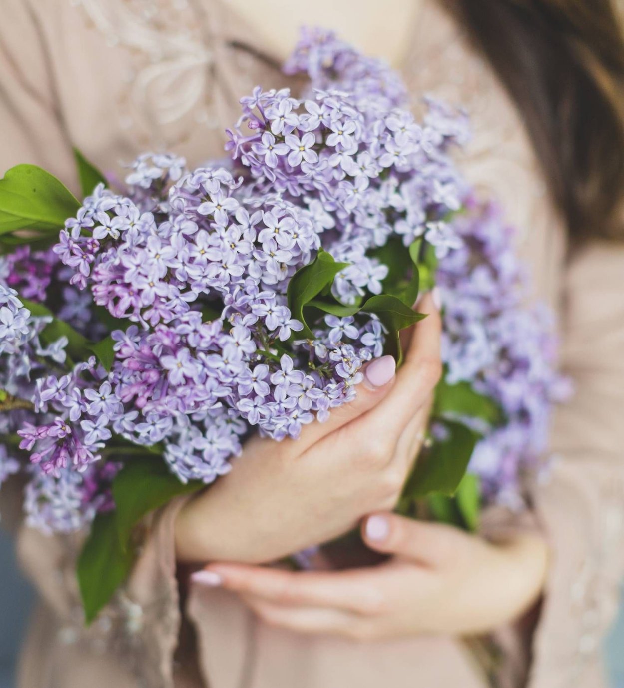 Сирень Комарова