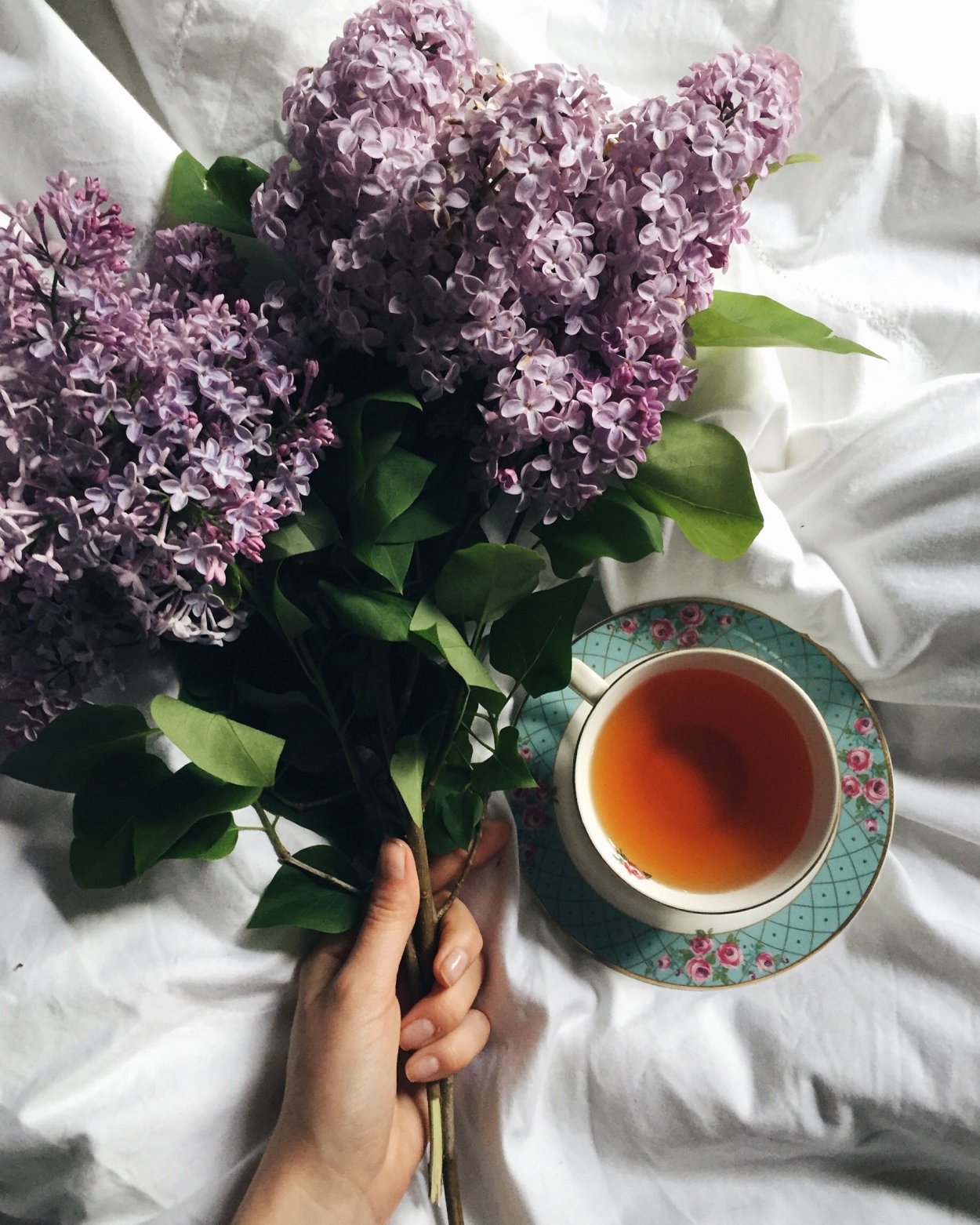 Утро сирень