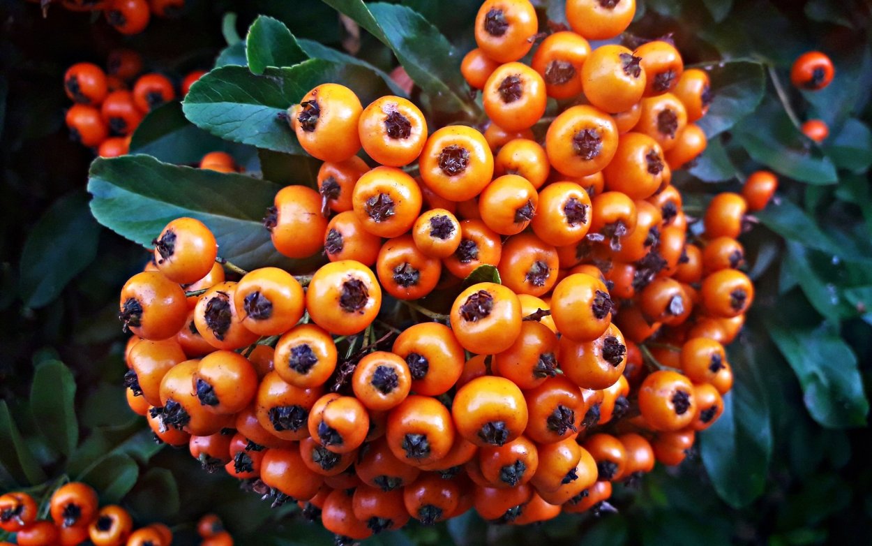 Боярышник (плоды) 100гр.