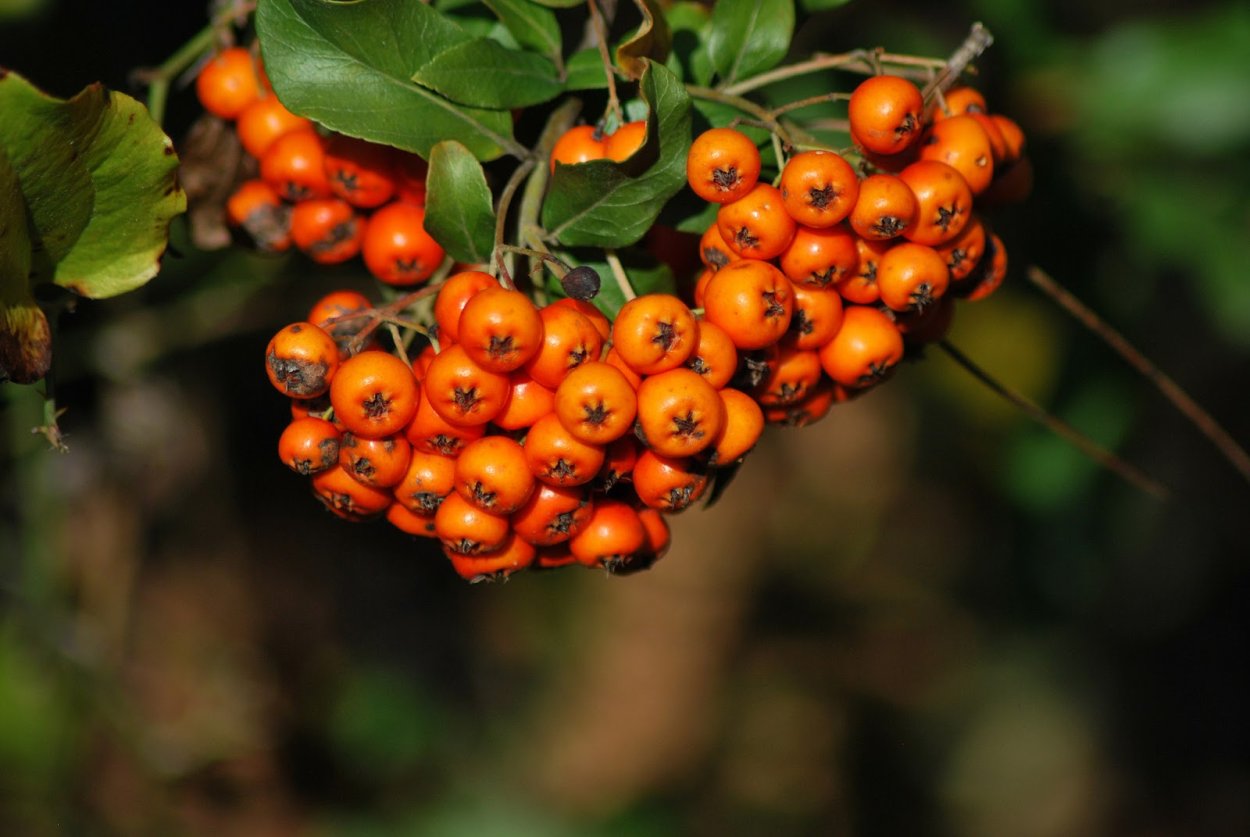 Боярка желтая