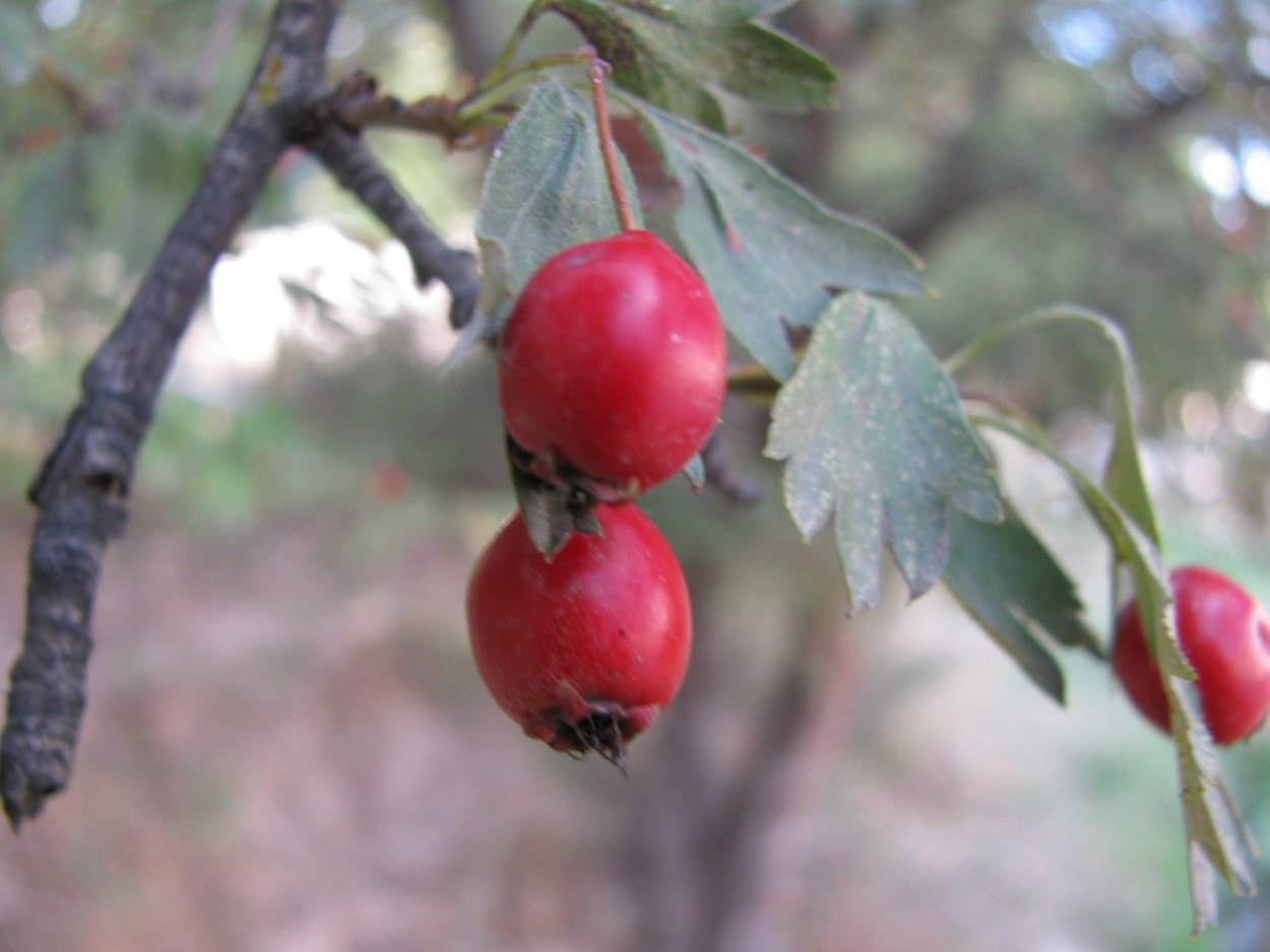 Кратегус боярышник