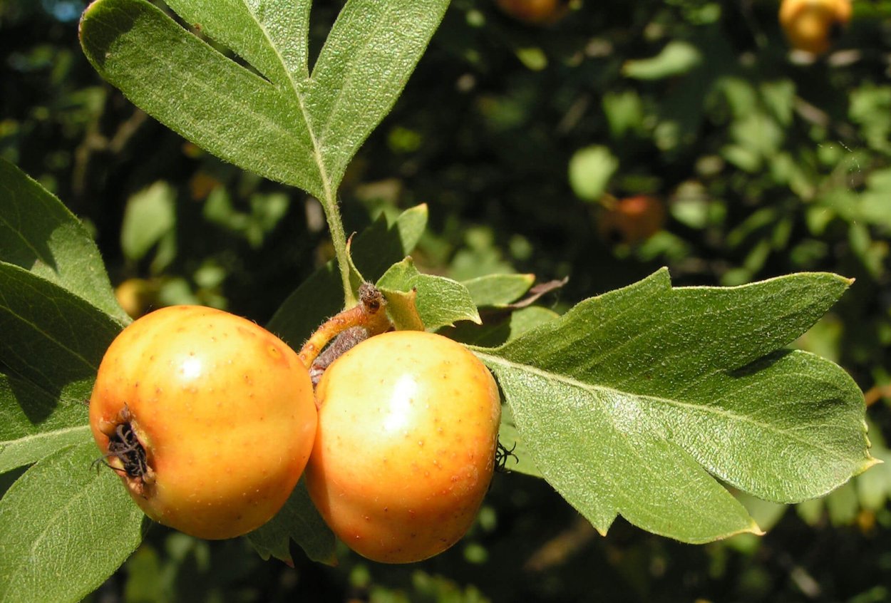 Crataegus turkestanica