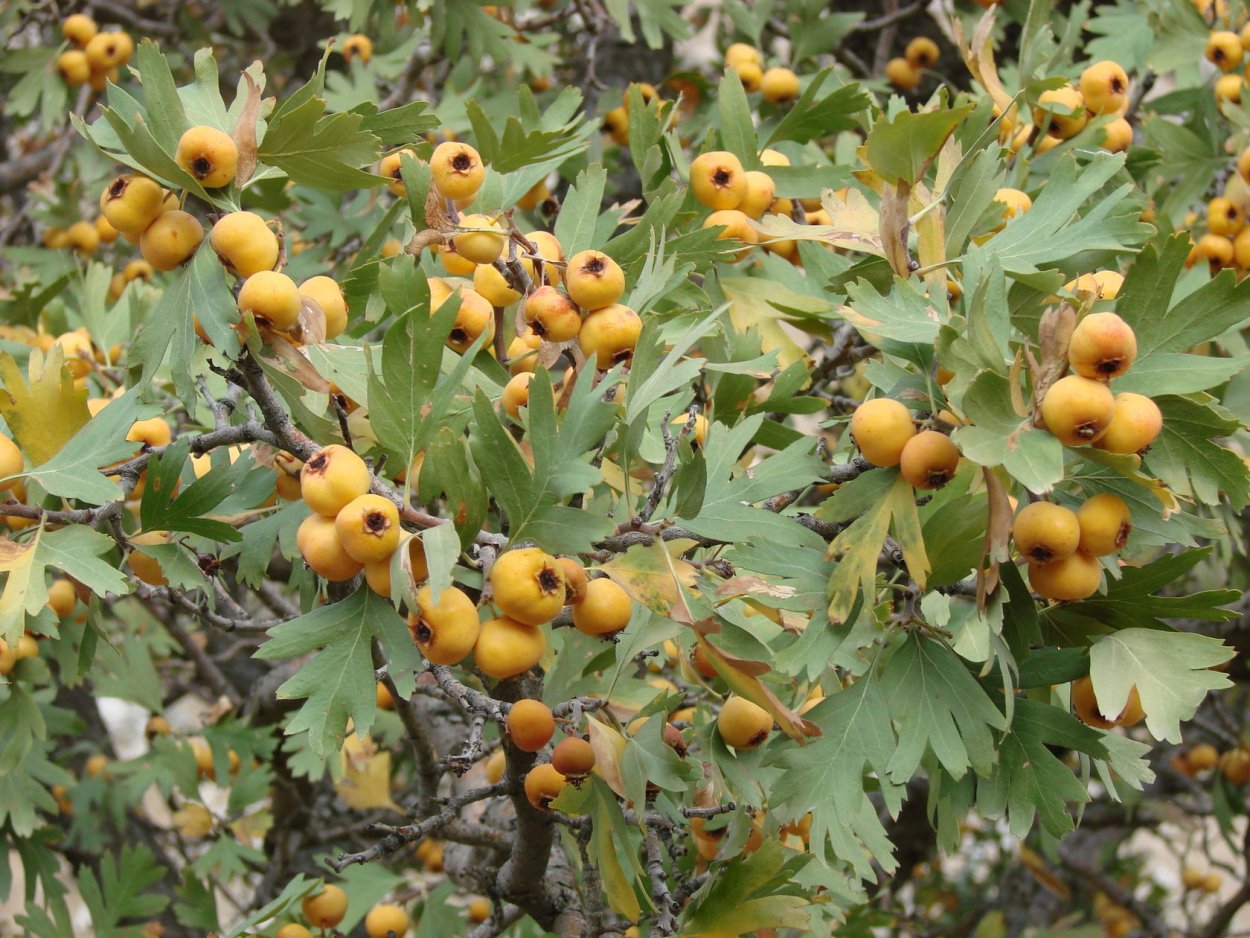 Боярышник Понтийский