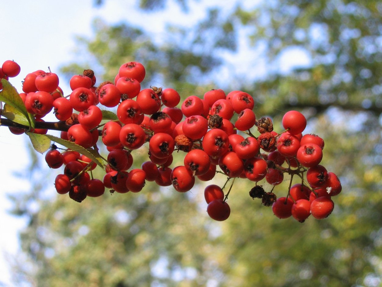 Боярышник Желтоплодный