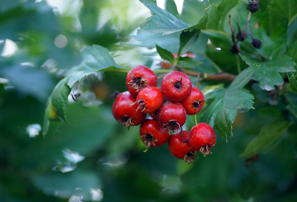 Рован боярышник