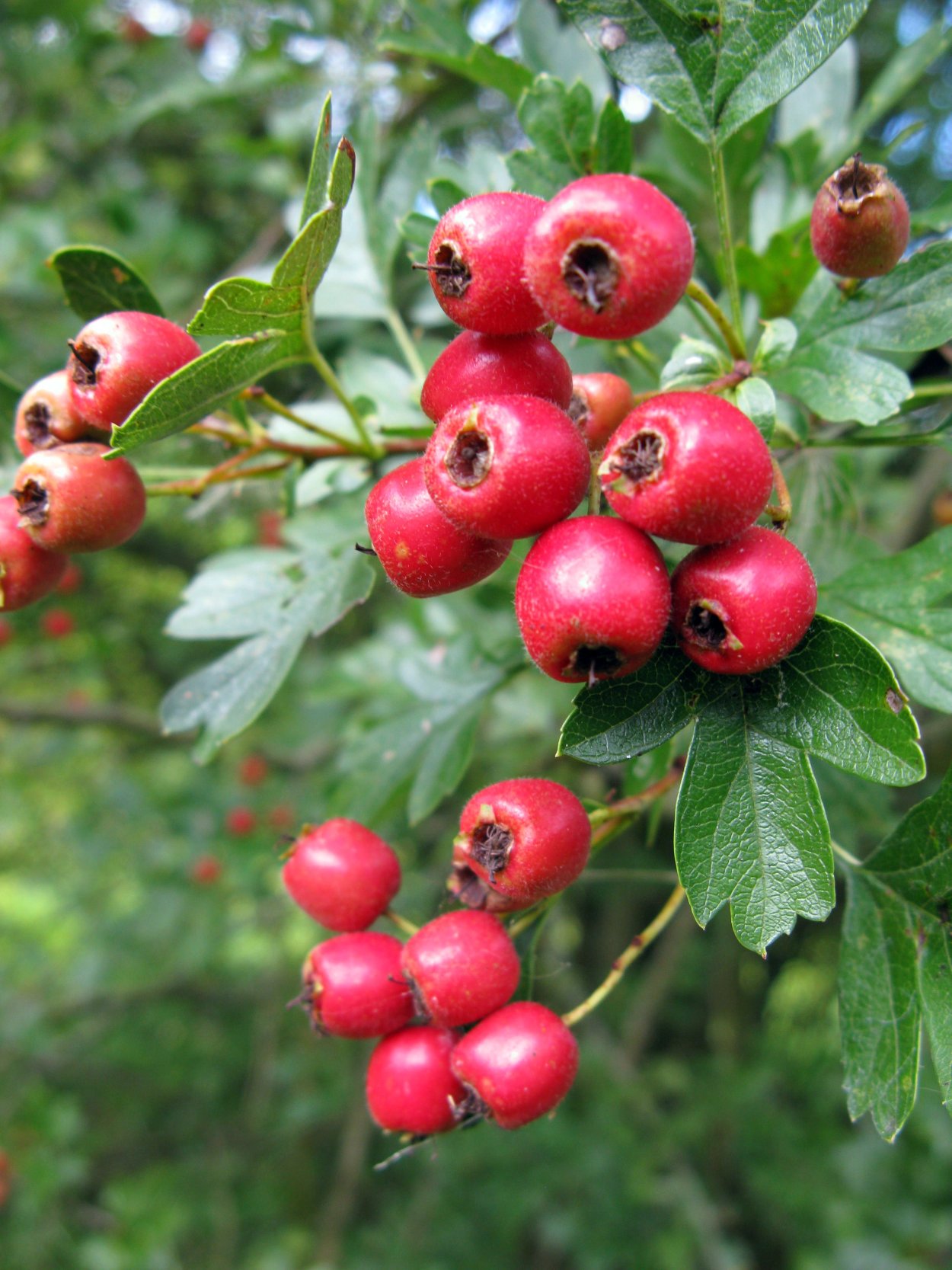 Боярышник Поярковой (Crataegus pojarkovae)
