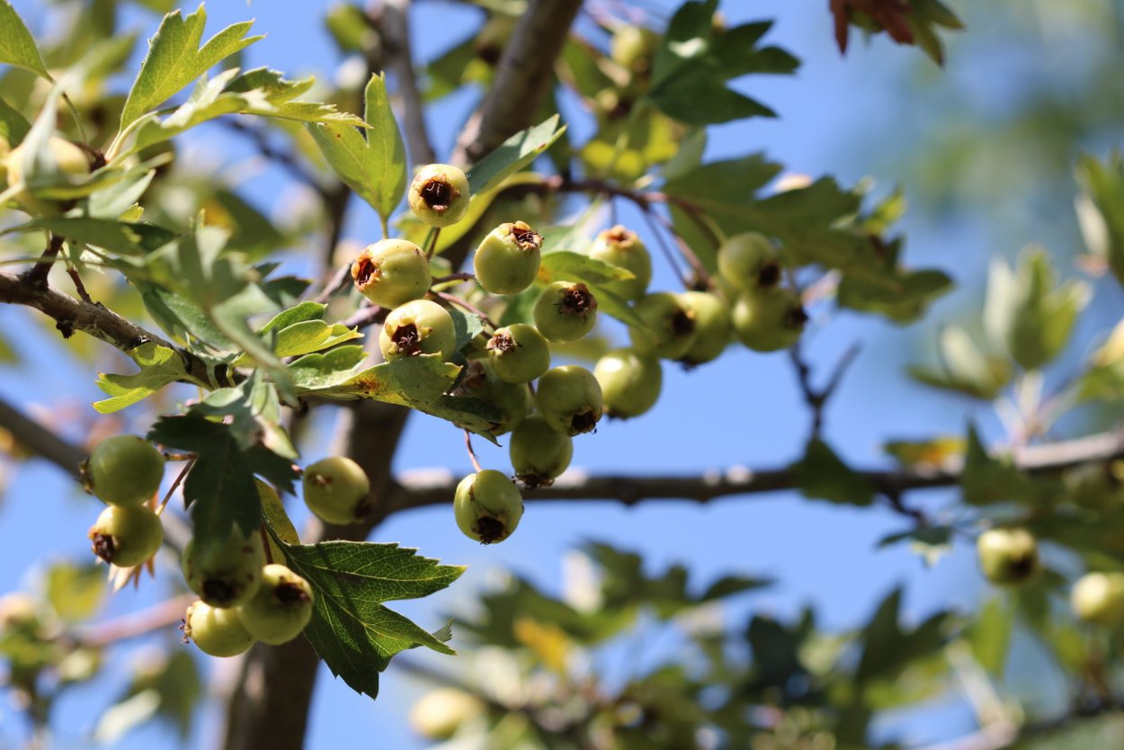 Боярка Понтийский боярышник
