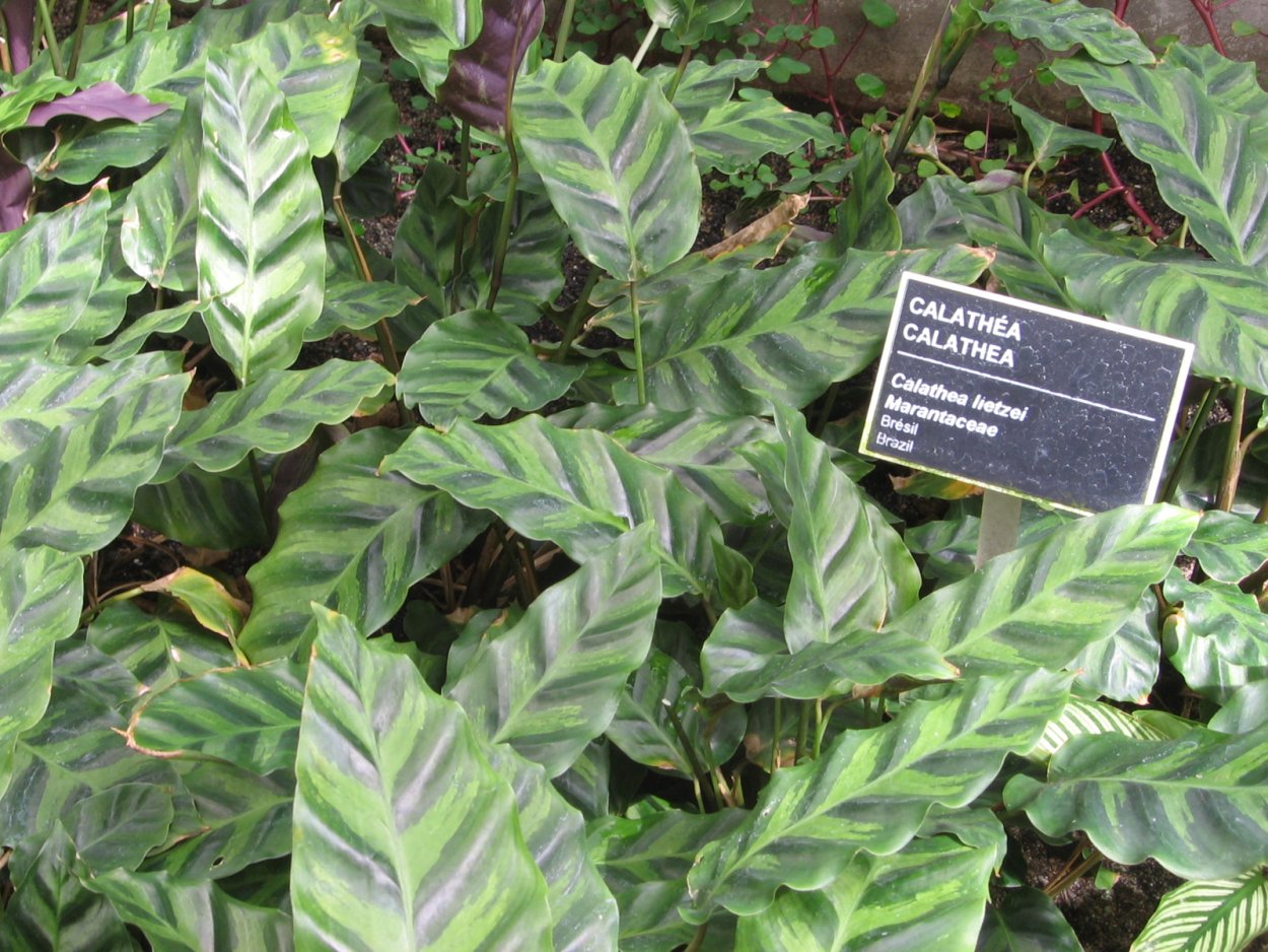 Калатея Луизы (Calathea louisae