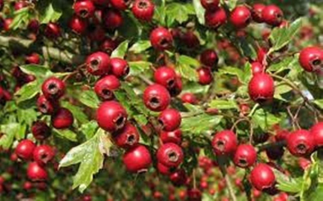 Боярка Дулана