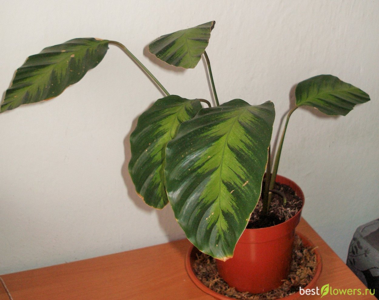 Калатея Флэймстар