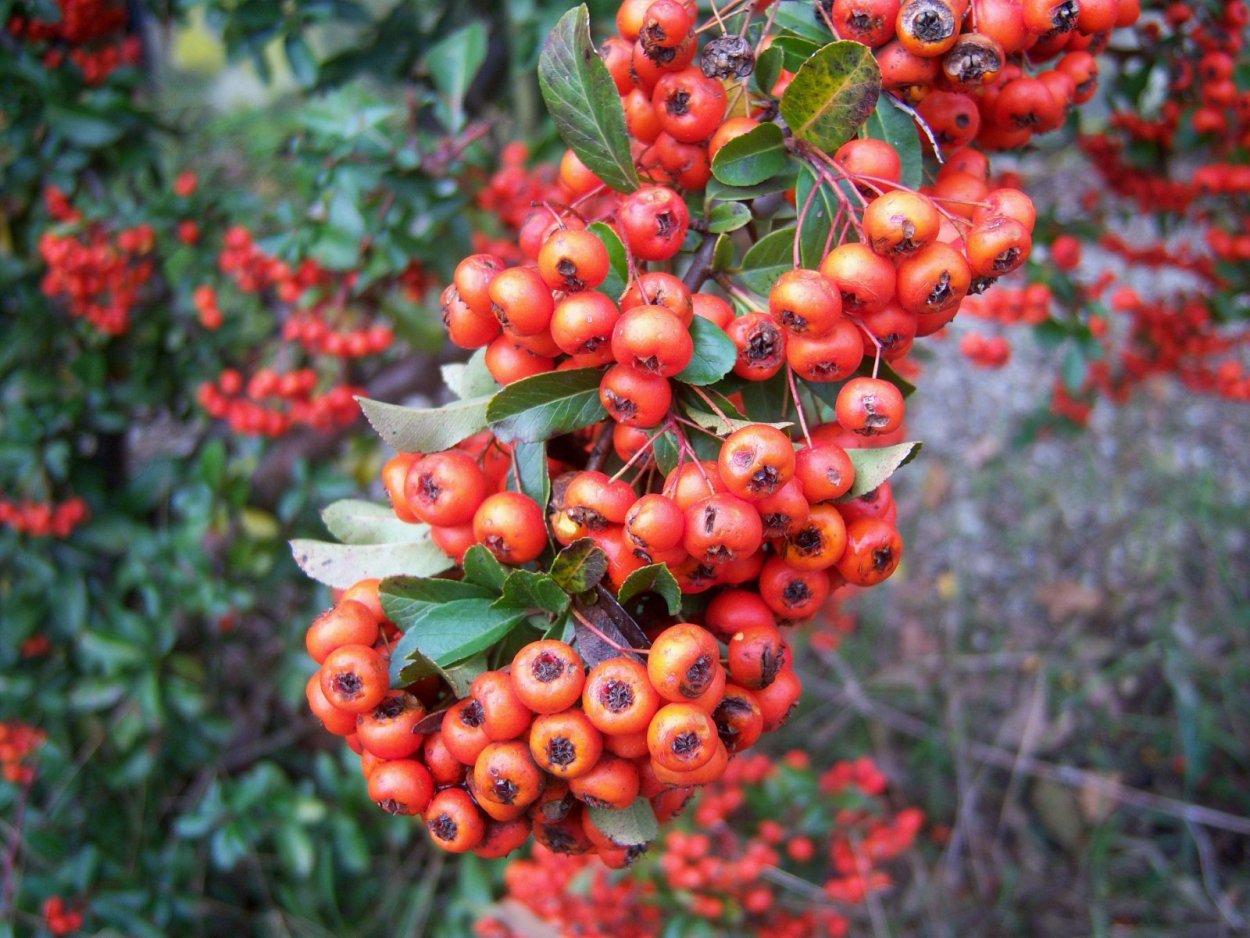 Боярка ягода Узбекистан