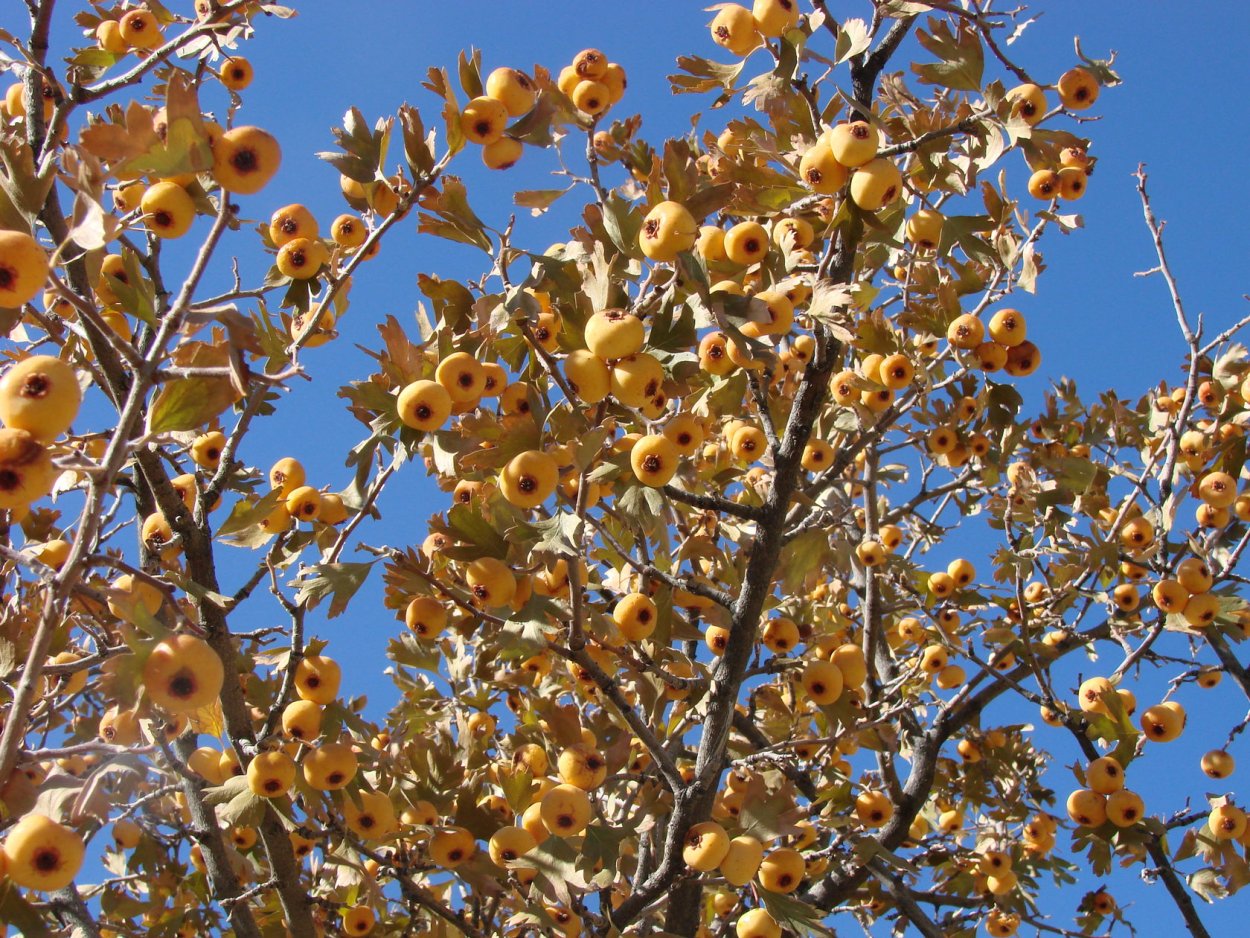 Боярышник Желтоплодный