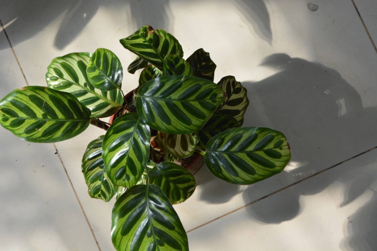 Калатея Зебра Плант