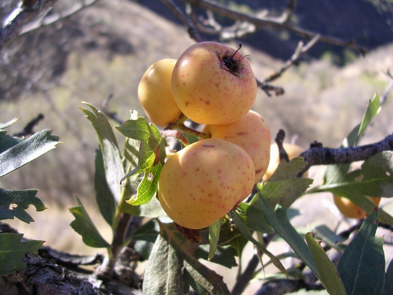Crataegus Pontica