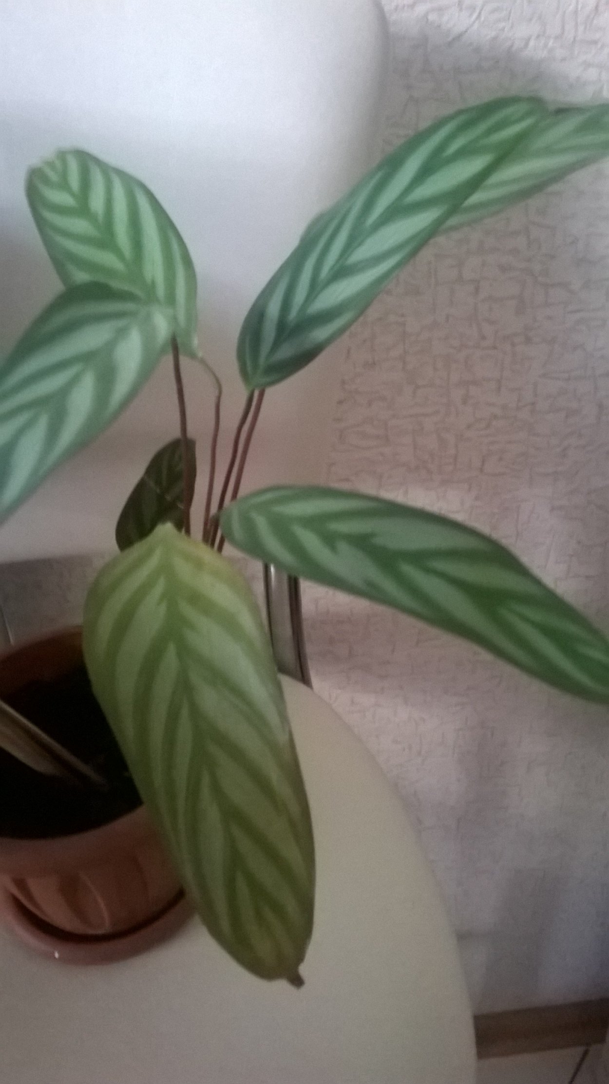 Калатея литце Гринстар