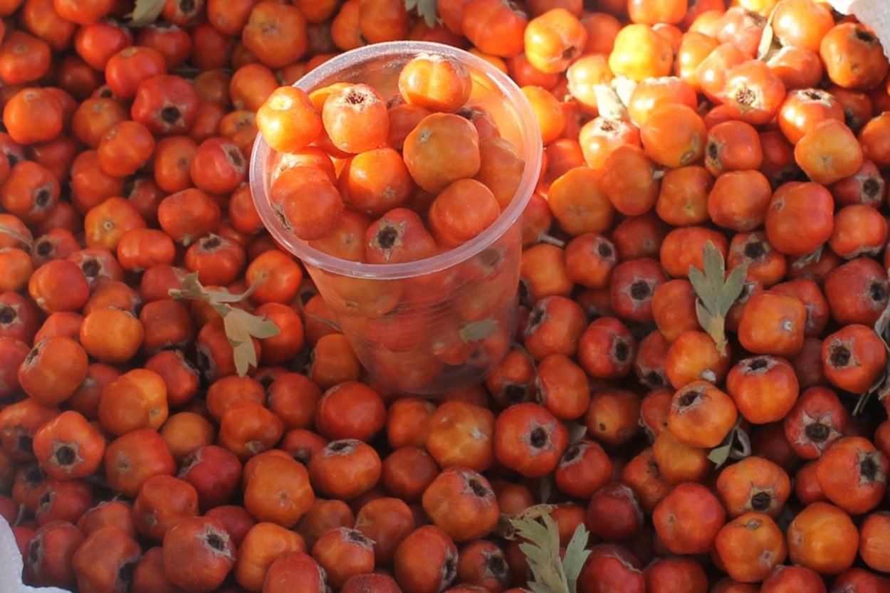 Боярышник Желтоплодный