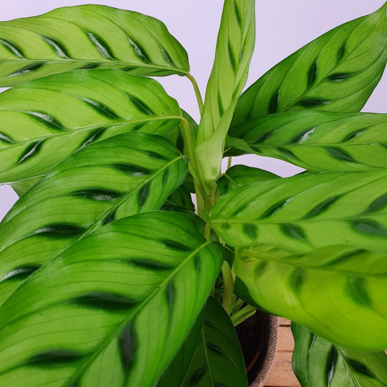 Calathea Majestica White Star Калатея Мажестика