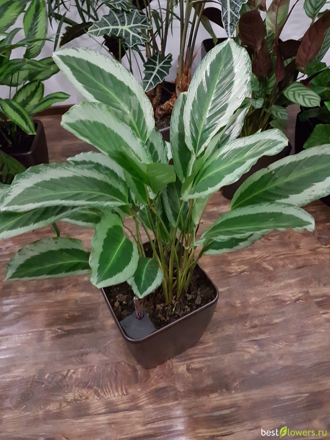 Калатея Макоя